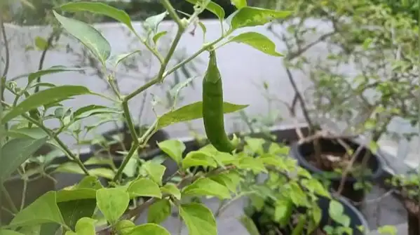 Here are six kitchen spices you can grow at home without much fuss, along with what actually