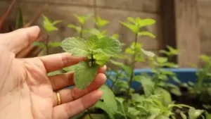 Pudina, as it is known across Indian kitchens, is one of the most forgiving herbs a home