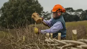 An ancient British farming craft faded after World War II; now 2,500 farmers want to revive 1,300km