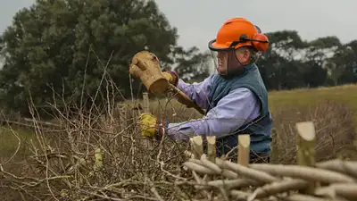 An ancient British farming craft faded after World War II; now 2,500 farmers want to revive 1,300km