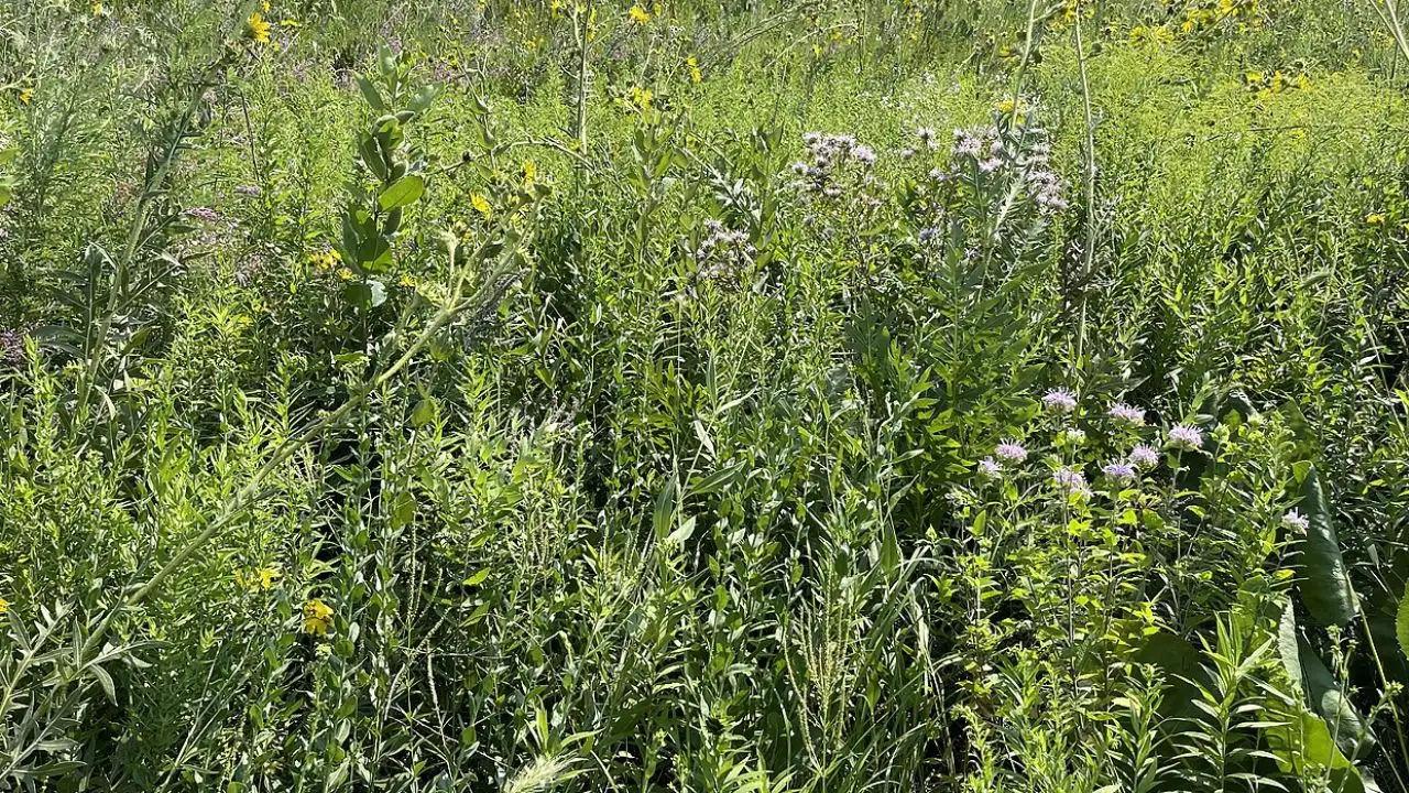 At Nachusa Grasslands, a 6.25-acre field was converted: The wider industry impact