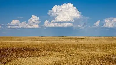 At Nachusa Grasslands, a 6.25-acre field was converted: The wider industry impact