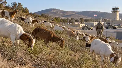 A San Diego military base has brought in almost 500 goats to eat dry brush, testing a wildfire-risk