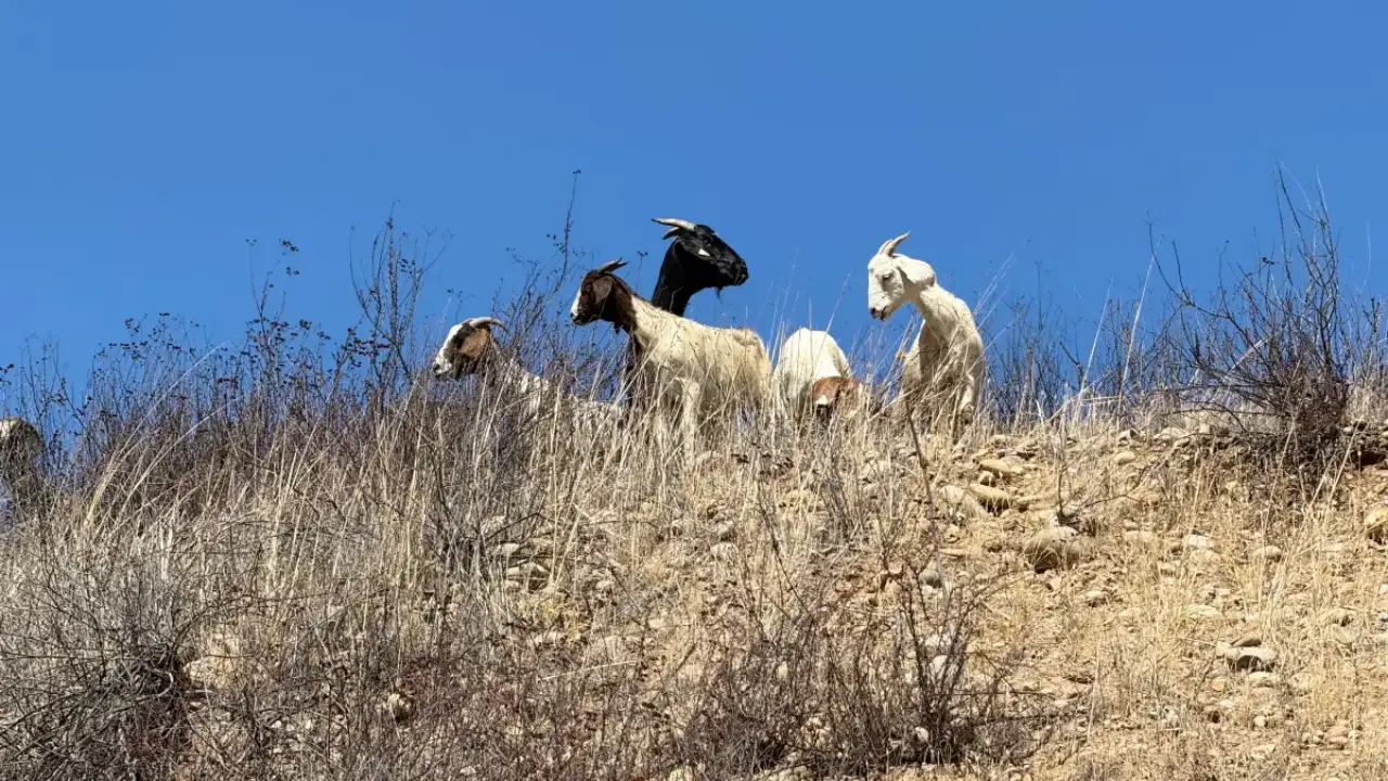 A San Diego military base has brought in almost 500 goats to eat dry brush, testing a wildfire-risk