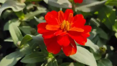 When he came to this Mexican flower, he decided to honour the young director of the Göttingen