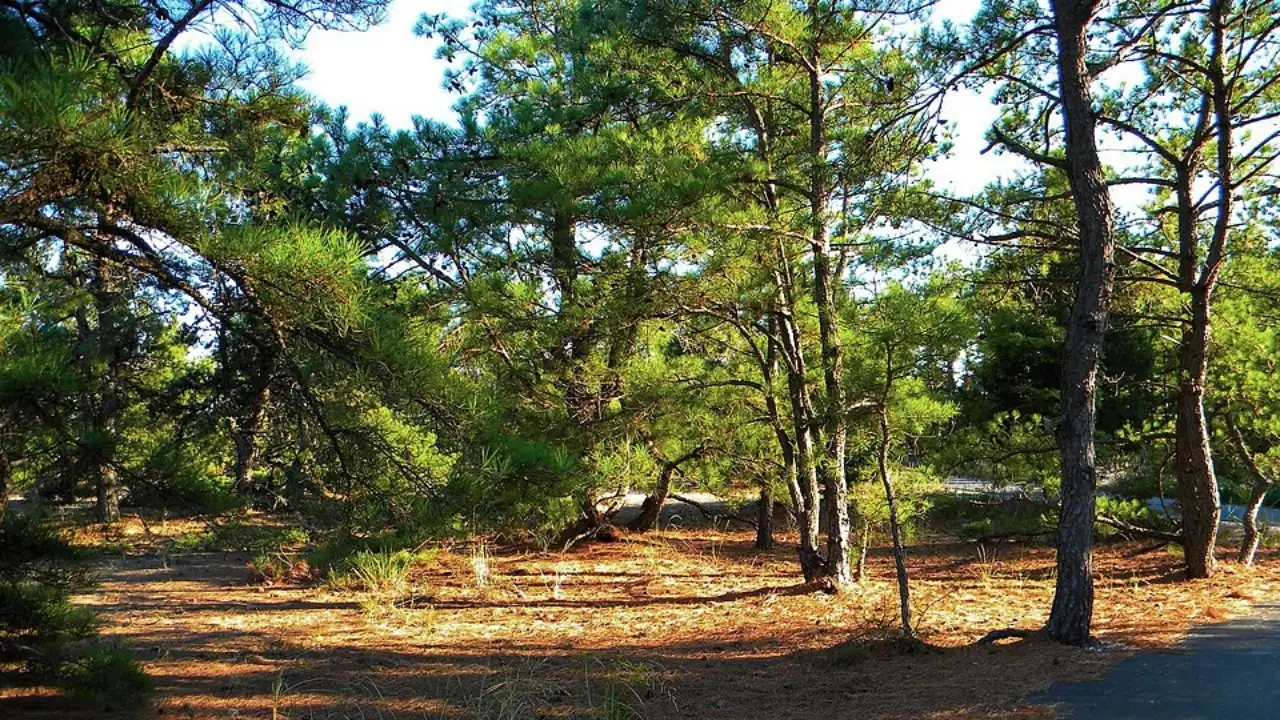 Duke University began exposing North Carolina forest plots: The wider industry impact