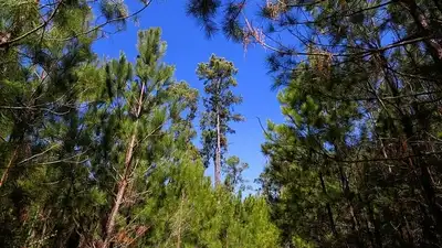 Duke University began exposing North Carolina forest plots: The wider industry impact