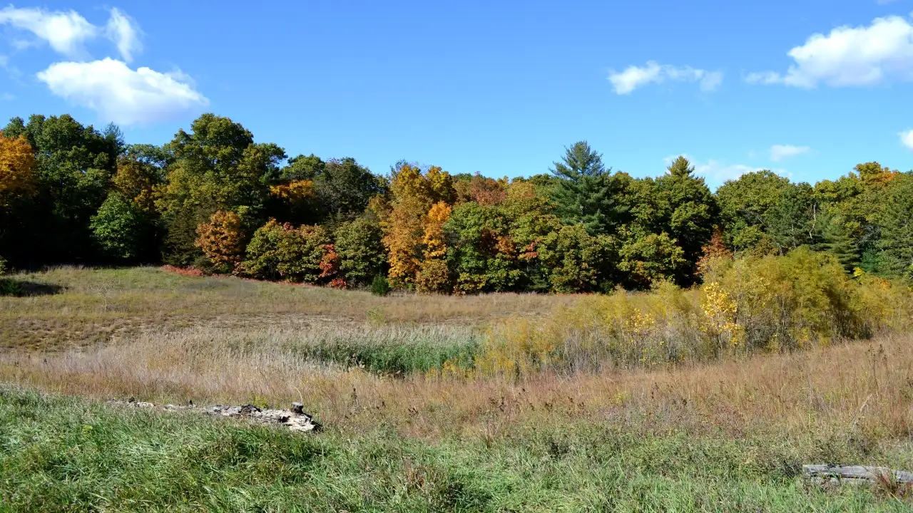 Lowden or his team planted an estimated 500,000 trees over several: The wider industry impact