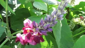 A United States plant explorer tested Japanese kudzu near Washington: The wider industry impact