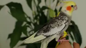 This bond, inspired the Texas teen to launch a bird conservation movement that is now spread