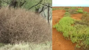 In the 1870s, Russian Thistle was accidentally introduced to South: The wider industry impact