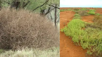 In the 1870s, Russian Thistle was accidentally introduced to South: The wider industry impact