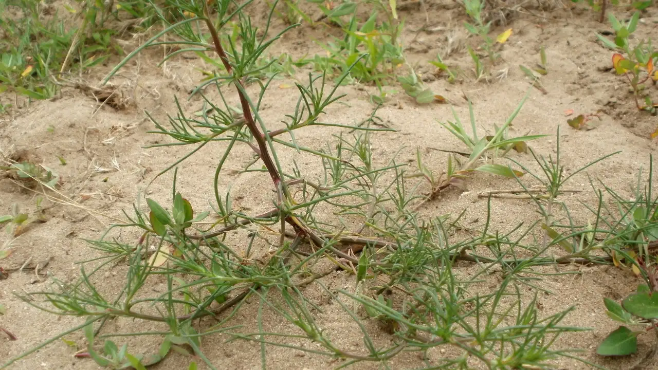 In the 1870s, Russian Thistle was accidentally introduced to South: The wider industry impact