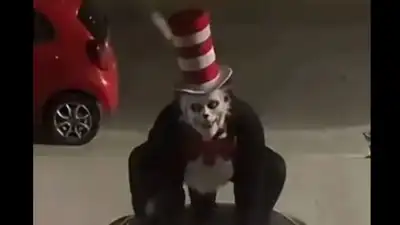 US schools on alert over creepy ‘Cat in the Hat’ threat trend: The wider industry impact