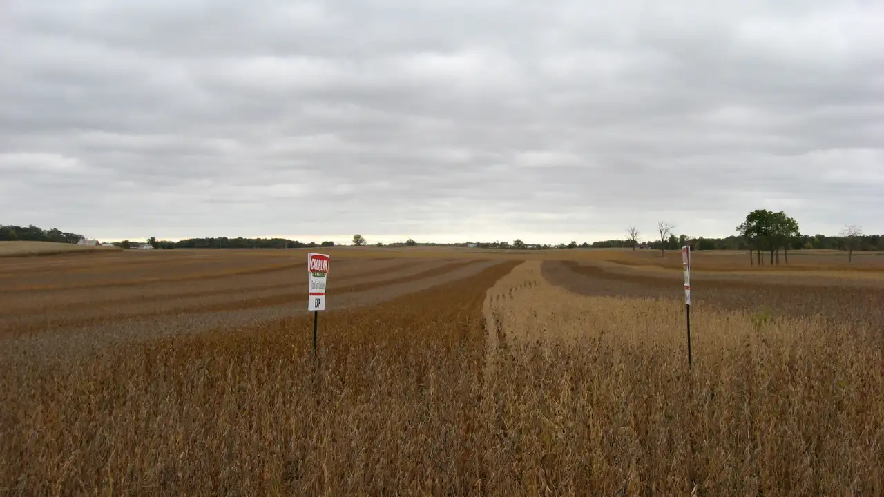 In the late 20th century, American soybean seeds arrived in China: The wider industry impact
