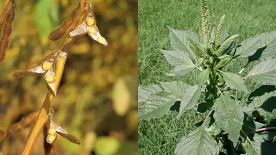 In the late 20th century, American soybean seeds arrived in China: The wider industry impact