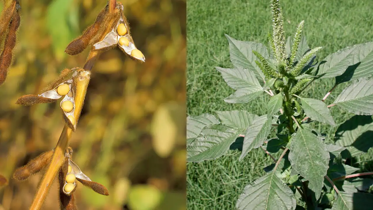 In the late 20th century, American soybean seeds arrived in China: The wider industry impact