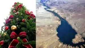 By 2025, Arizona partners had turned 560 donated Christmas trees: The wider industry impact