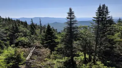 It is Vermont's forests, protected against development pressures: The wider industry impact