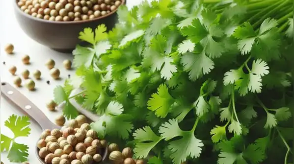 Benefits, how to apply, and whether it actually works — Dhaniya water for hair growth