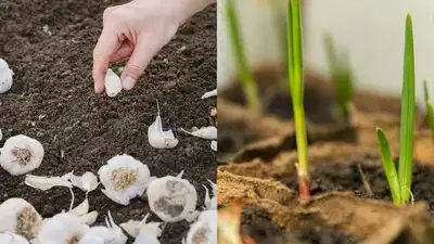 Then we have got your back with this easy step-by-step way to grow your own garlic in the home