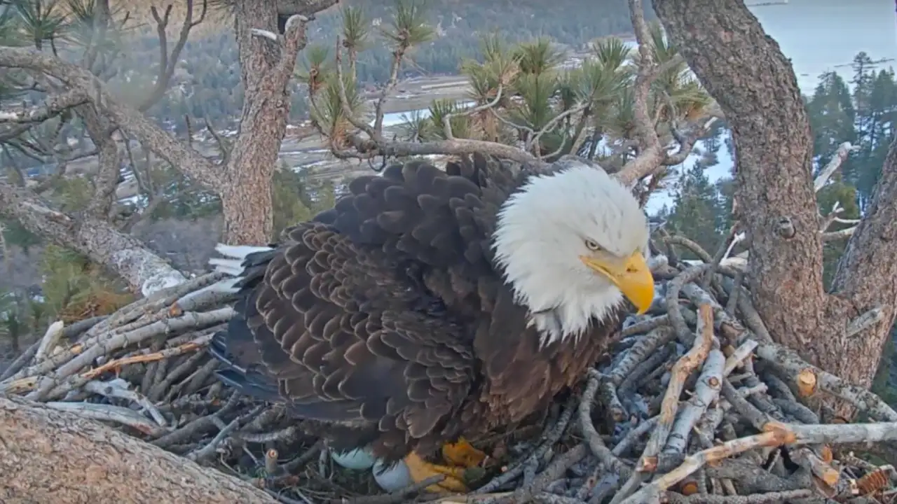 For years, millions of people had watched Jackie, a bald eagle nesting near major Bear Lake