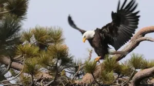 For years, millions of people had watched Jackie, a bald eagle nesting near major Bear Lake