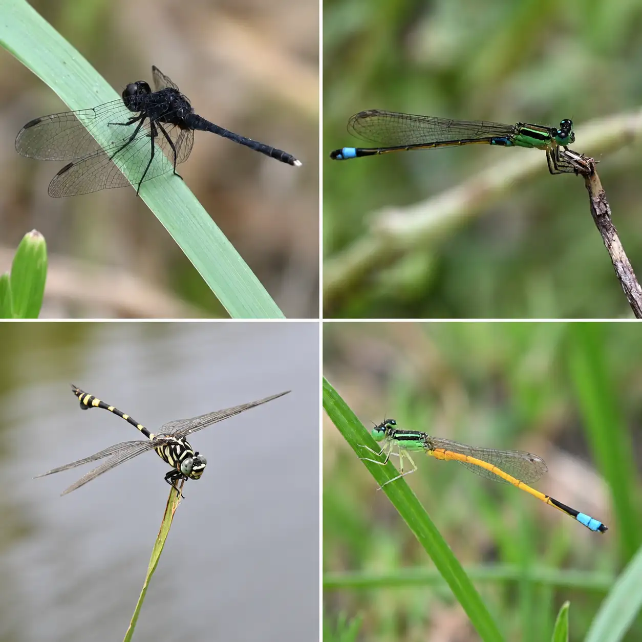 Delhi’s seven biodiversity parks host a surprisingly varied cast: The wider industry impact