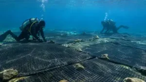 In 2012, UC Davis sank 238 rubber mats across five acres of Lake: The wider industry impact