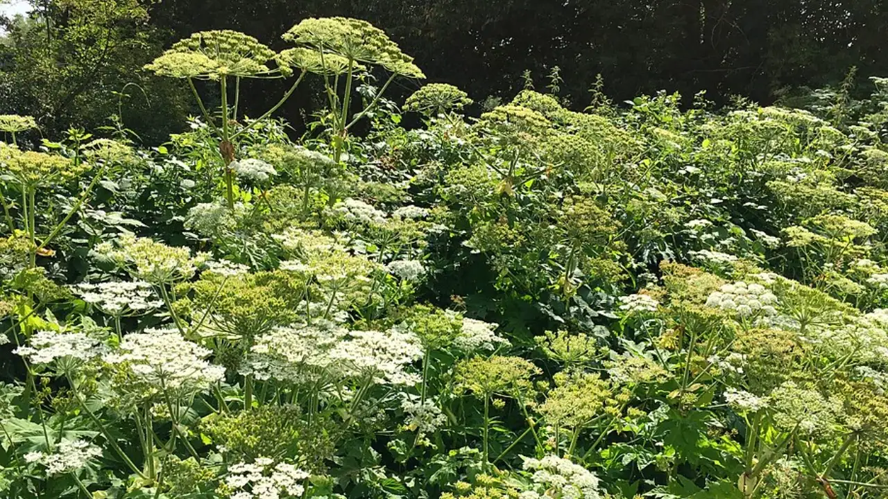 This means the often-repeated claim that giant hogweed was brought: The wider industry impact