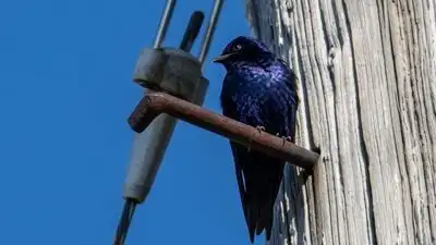 Because purple martins use holes in the poles as nesting sites: The wider industry impact