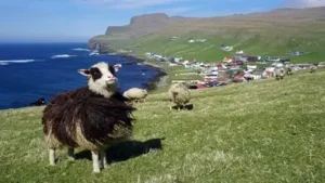 Sheep were established on Santa Cruz Island by the 1800s, with local accounts placing
