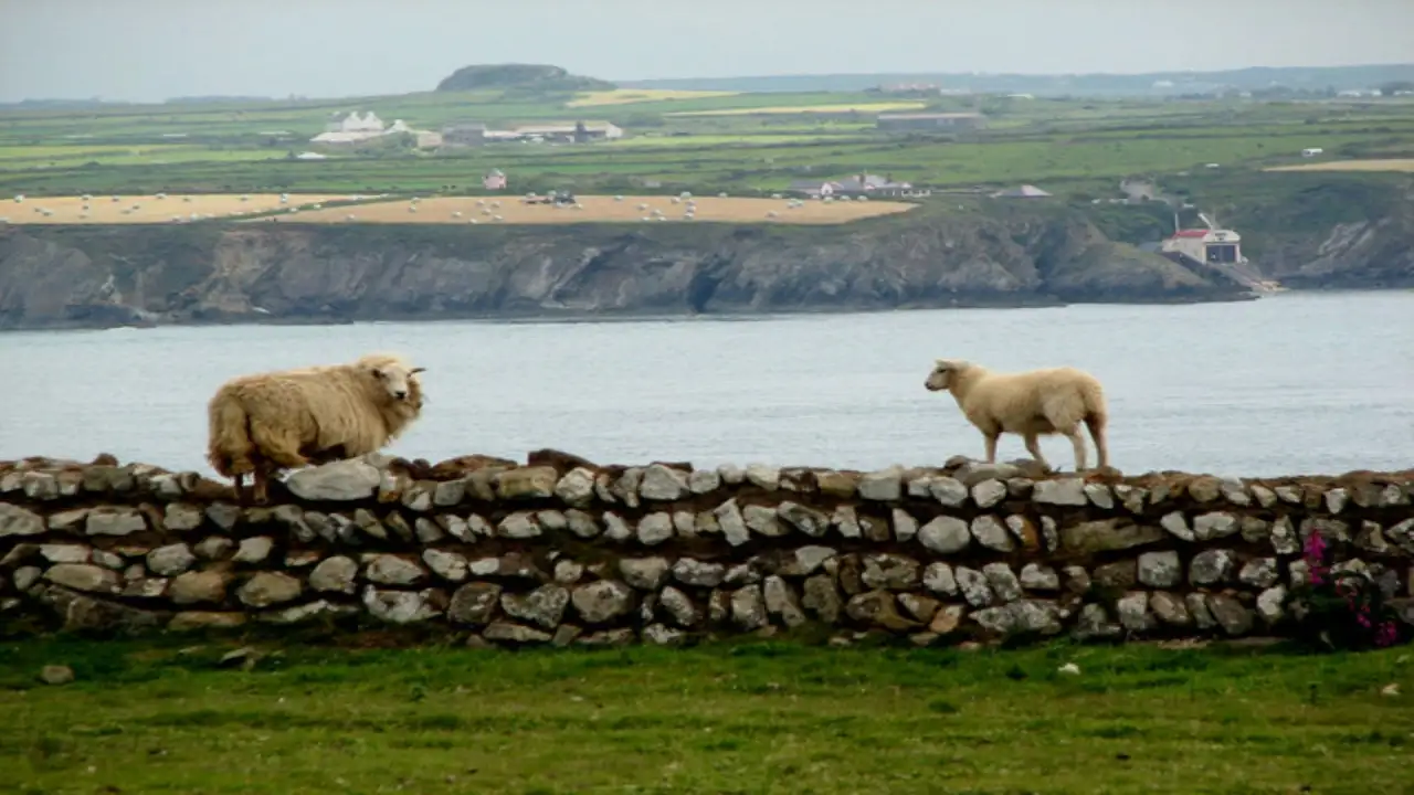 Sheep were established on Santa Cruz Island by the 1800s, with local accounts placing