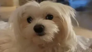 Two days after an Abu Dhabi family moved homes, their Maltese dog named Jiku disappeared; nine