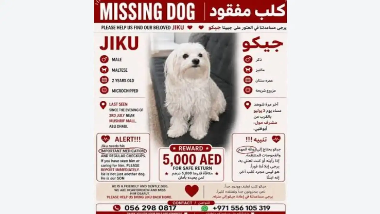 Two days after an Abu Dhabi family moved homes, their Maltese dog named Jiku disappeared; nine