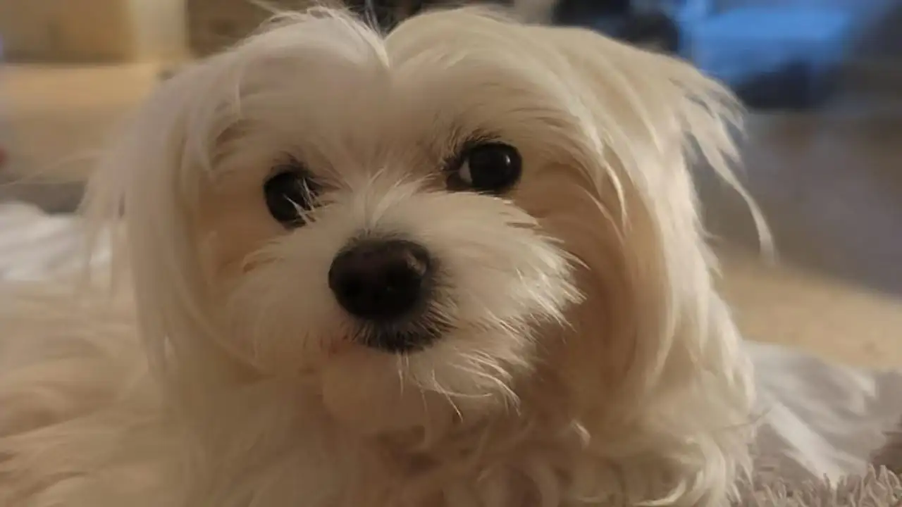 Two days after an Abu Dhabi family moved homes, their Maltese dog named Jiku disappeared; nine
