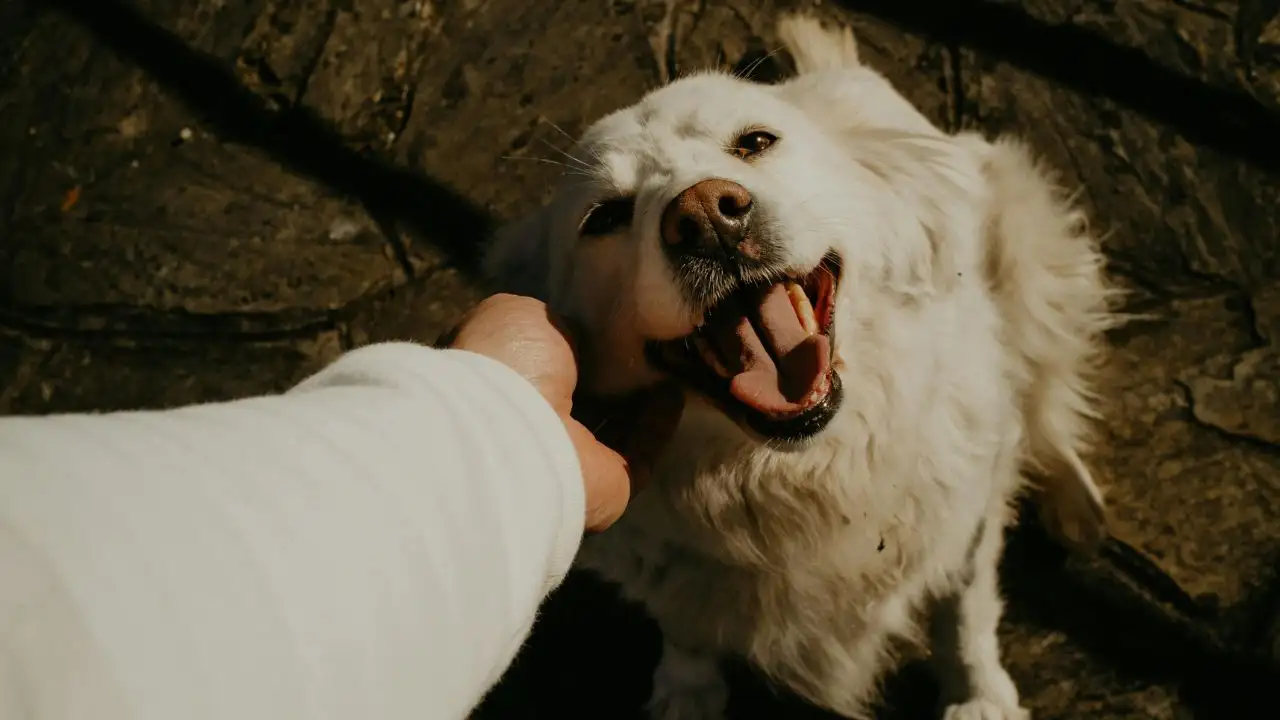 Therefore, choosing a pet is not necessarily an attempt to choose an effortless form