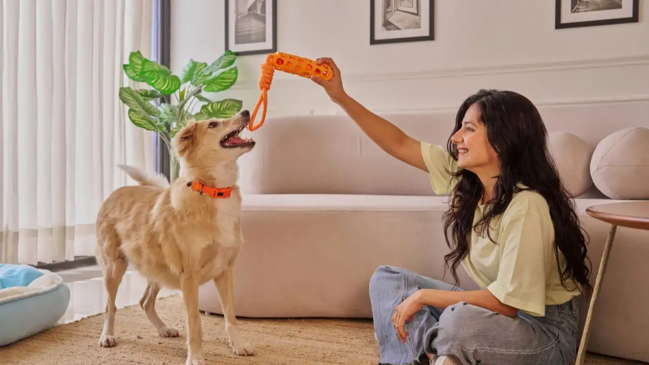 Therefore, choosing a pet is not necessarily an attempt to choose an effortless form