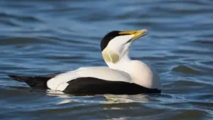 In 1980, one man bought a Quebec island to help eider ducks; 24: The wider industry impact