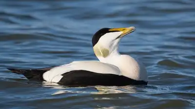In 1980, one man bought a Quebec island to help eider ducks; 24: The wider industry impact