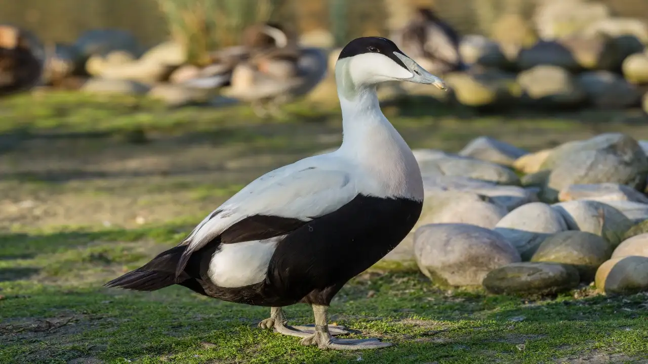 In 1980, one man bought a Quebec island to help eider ducks; 24: The wider industry impact