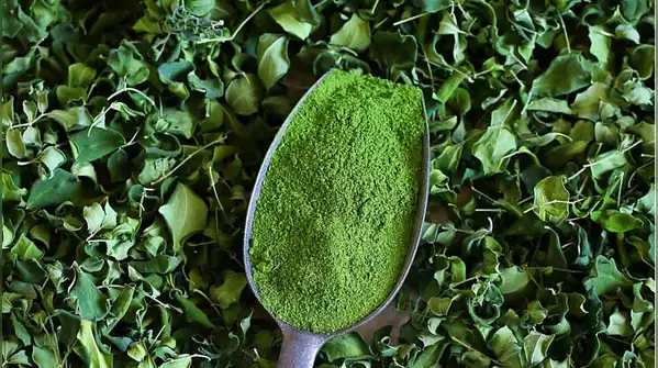 Once the moringa powder becomes part of a daily routine, its effects on skin and hair tend