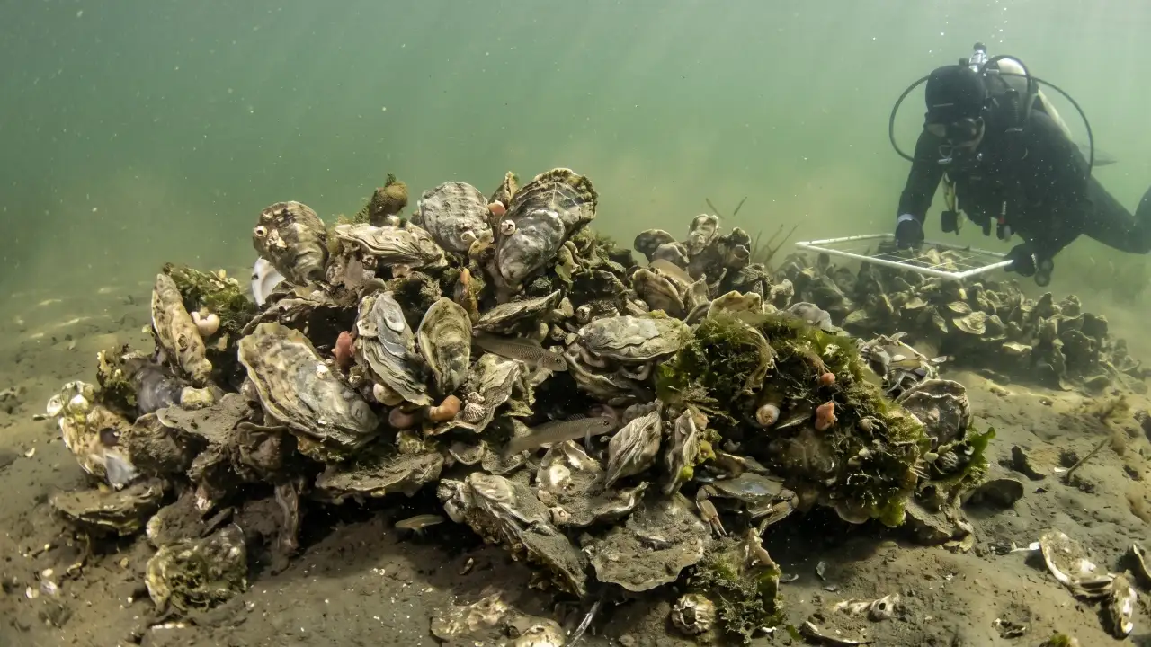 In 2013, a South Carolina marine professor collected over 100 tonnes: The wider industry impact