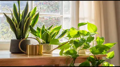 From snake plant to aloe vera; here are 4 low-maintenance houseplants that can survive weeks