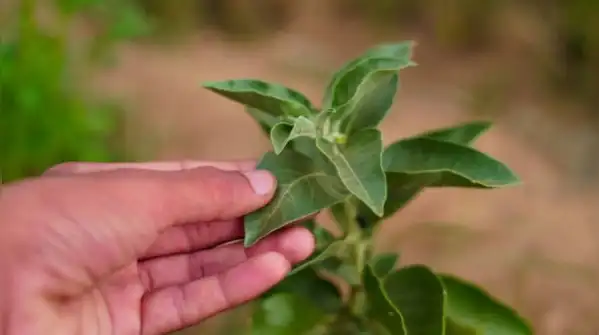 10 medicinal plants and flowers that can be easily grown in your balcony
