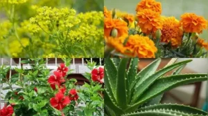 10 medicinal plants and flowers that can be easily grown in your balcony