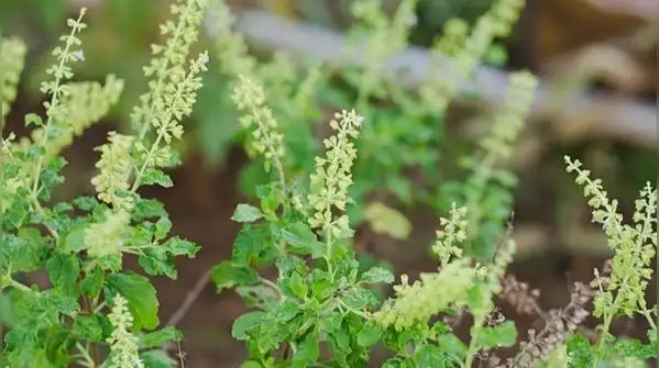 10 medicinal plants and flowers that can be easily grown in your balcony