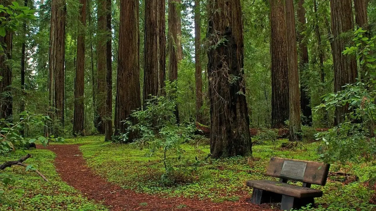 California State Parks still directs visitors along the Hermit Hut Trail to the area where he