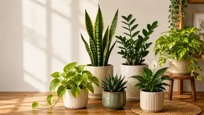 Compact indoor plants can add a refreshing touch of greenery to study desks and home office