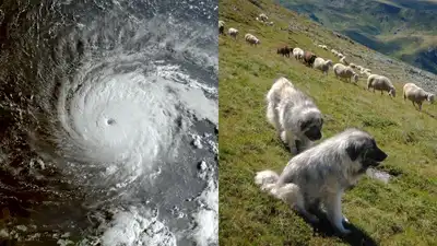 An image of Hurricane Irma along with mountain dogs guarding a flock: The wider industry impact